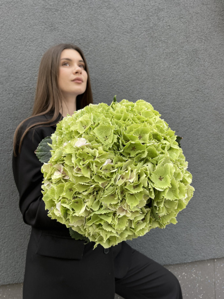 Монобукет з гортензії Emarald Green 